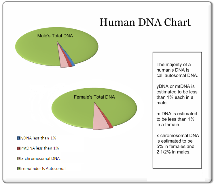 DNA Makeup Final