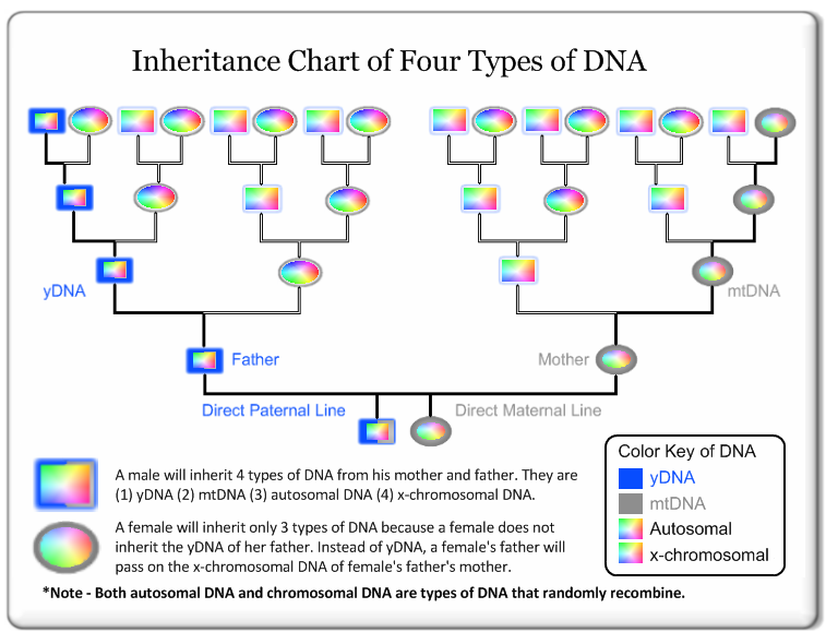 Inheritance 4 Types DNA Final