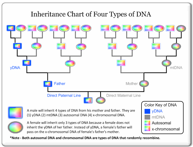 Dna Percentage Chart