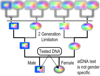 Autosomal Testing Limit