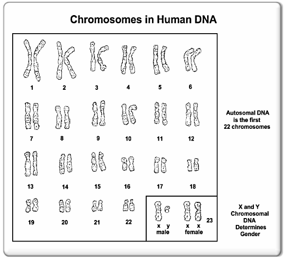Humans 23 Chromosomes