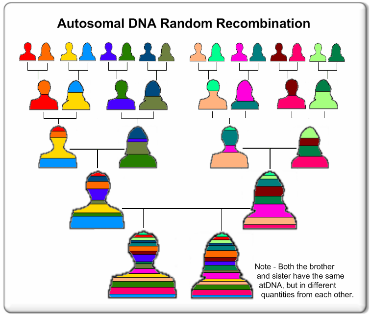 Autosomal DNA Color Chart